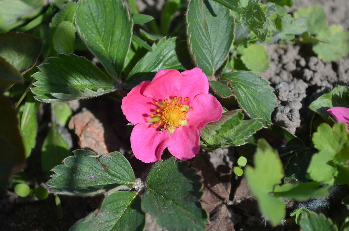 Мелкий розовый цветочек - Юля 