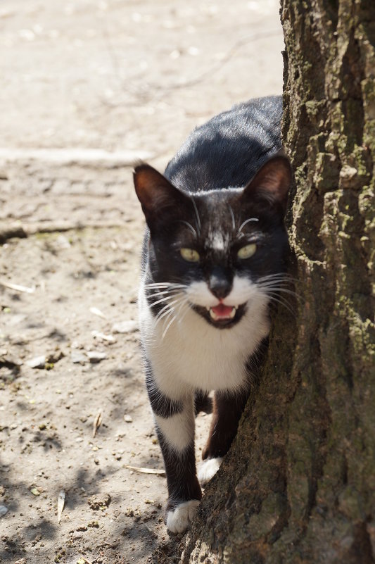 cat - Кристина Урманова