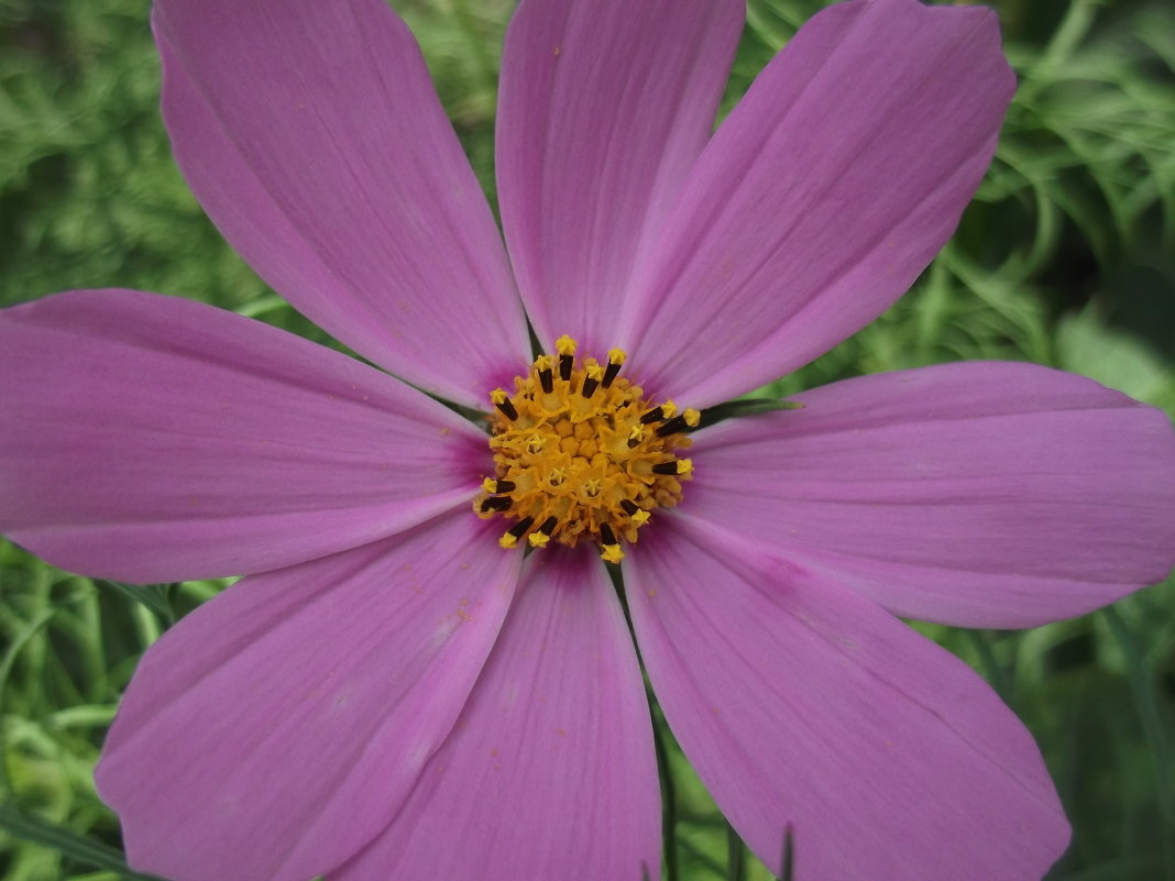 Flower 2 - Ntalia Grey