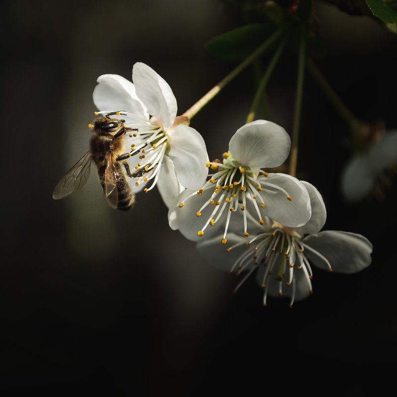 Пчела - Руслан 