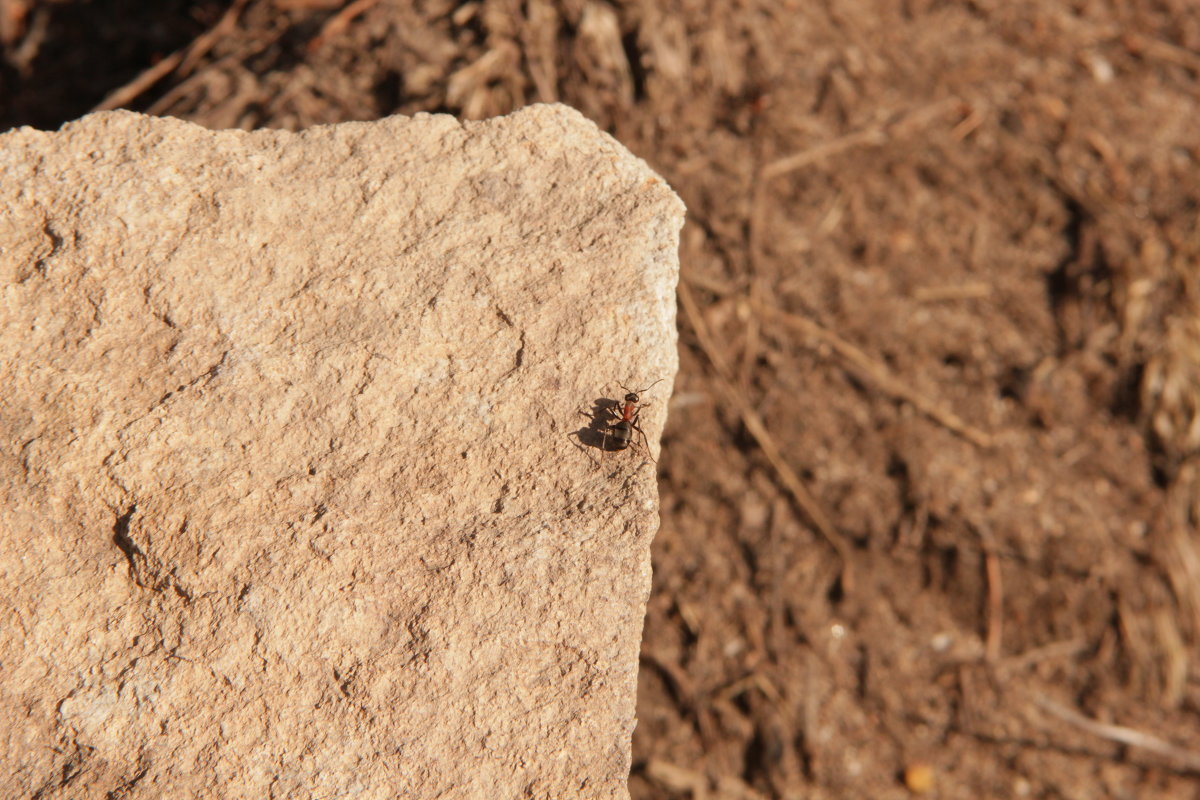 одинокий муравей - евгений Смоленцев