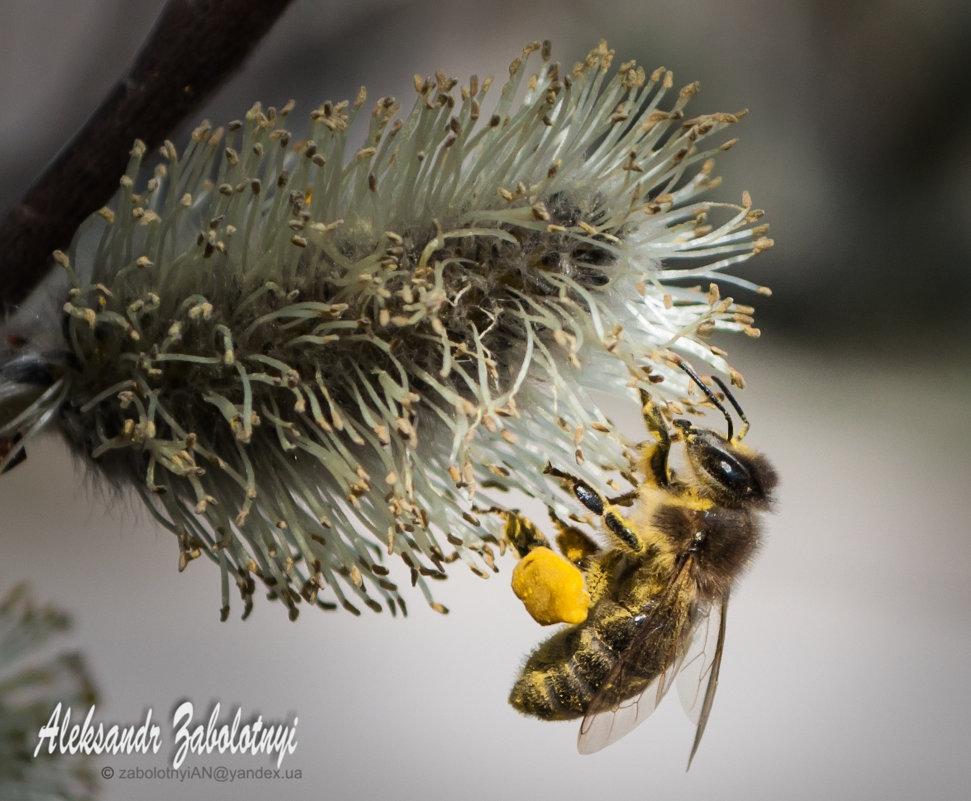 пчелка собирает нектар - Aleksandr Zabolotnyi