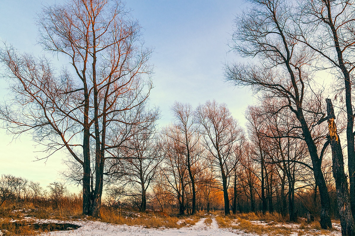 Зимние деревья в лучах заката - Vadim Piottukh 