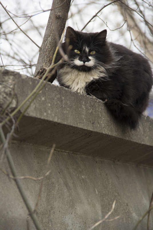 Мартовский котик)) - Виктория Трунова