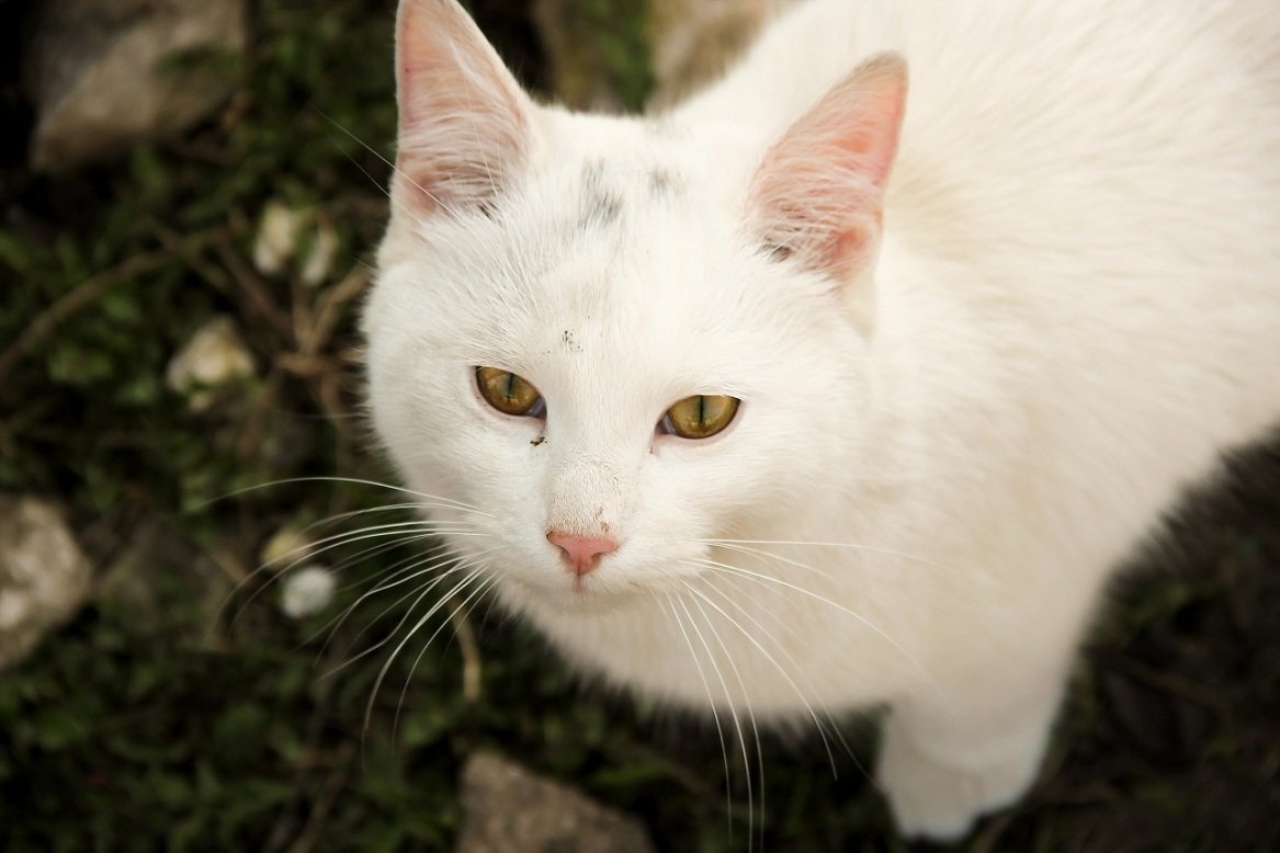 Белый кот - Яна Измайлова