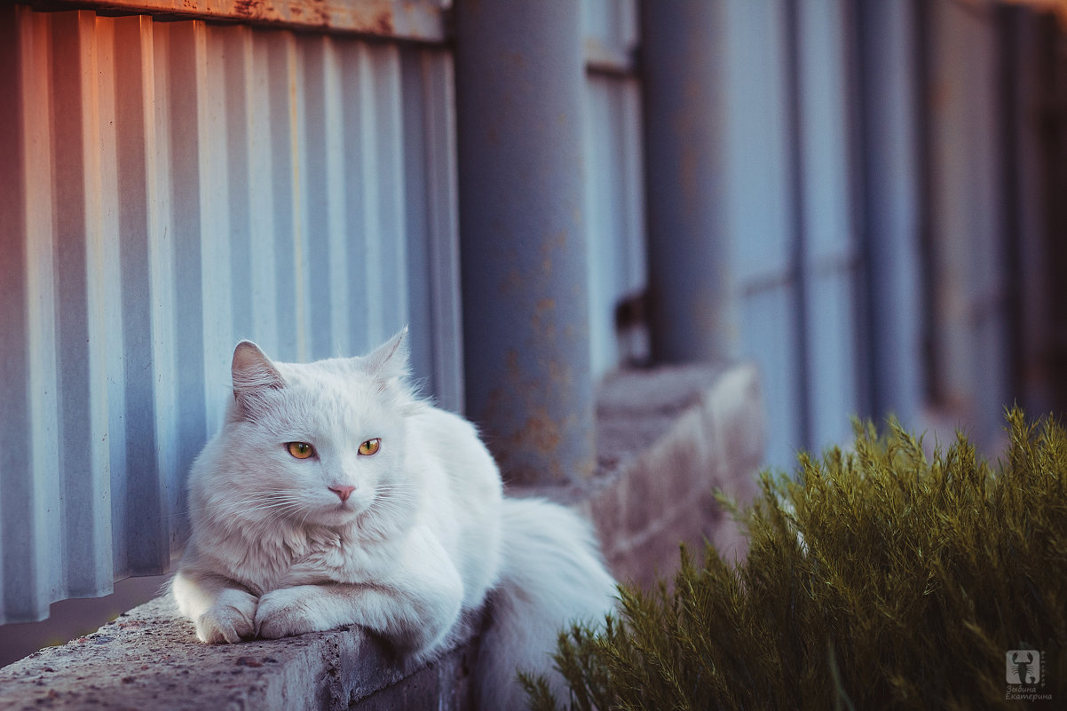 фотосессия кота - Екатерина Зыбина