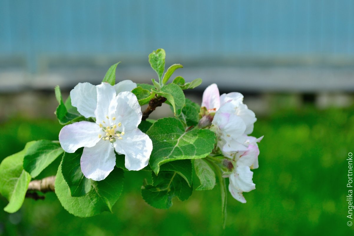 Яблони в цвету - Lik Nik