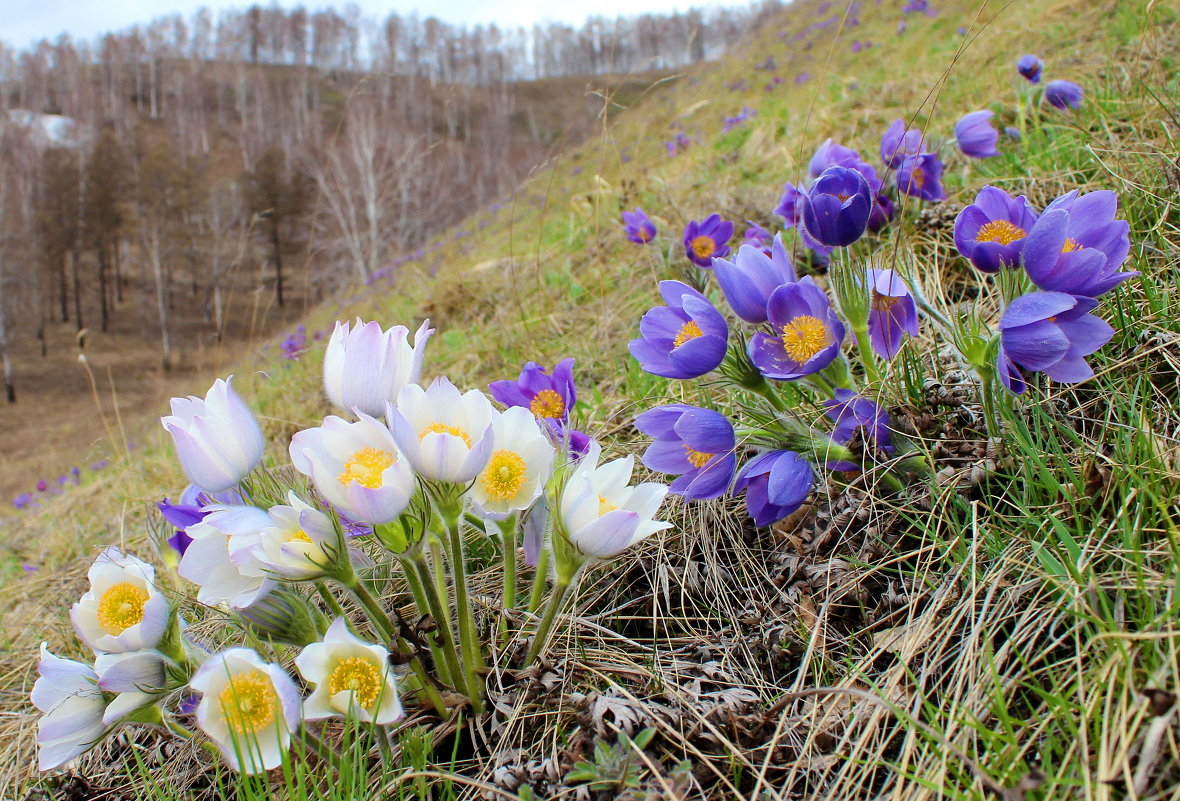Весенние полевые цветы в Сибири