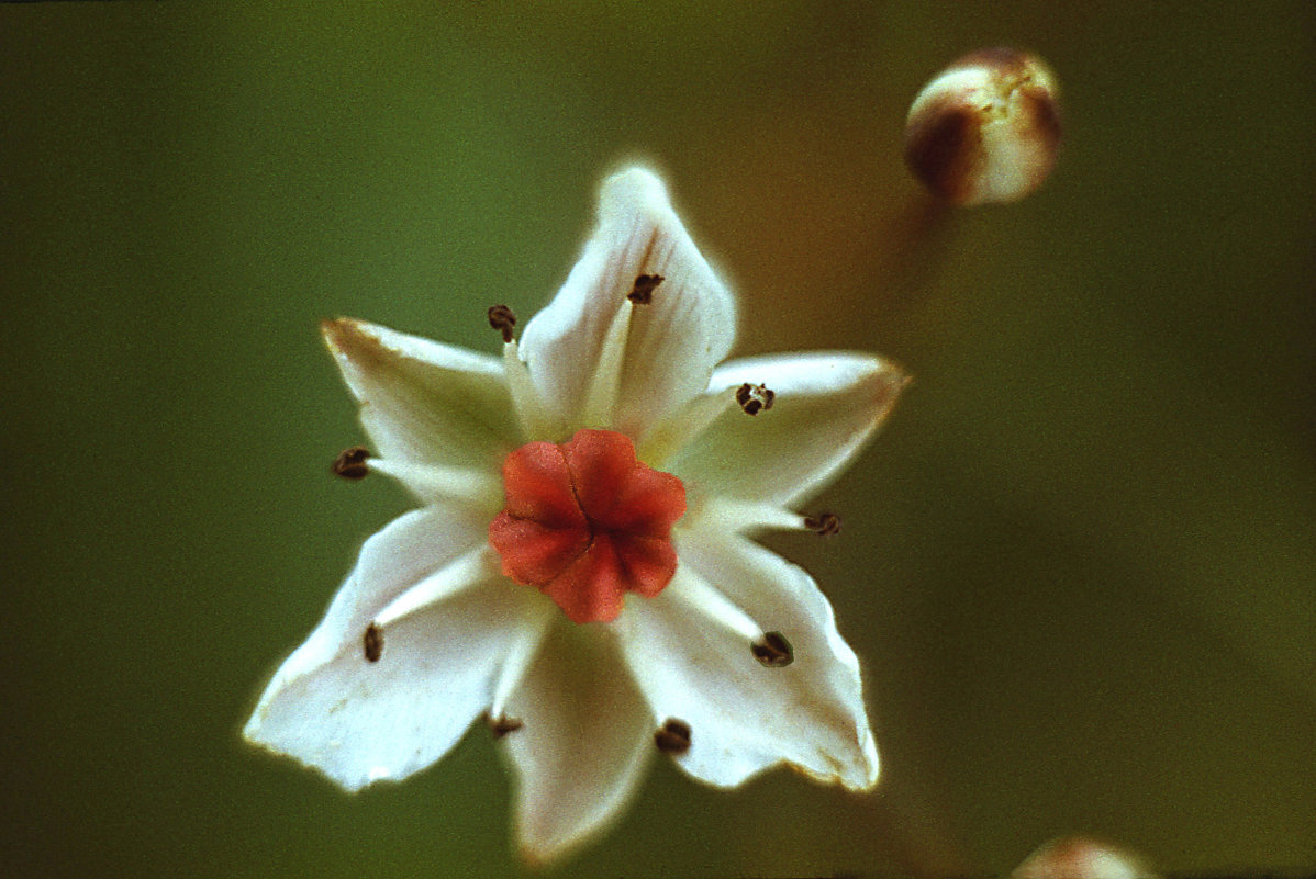Цветок паслёна - Генрих Сидоренко