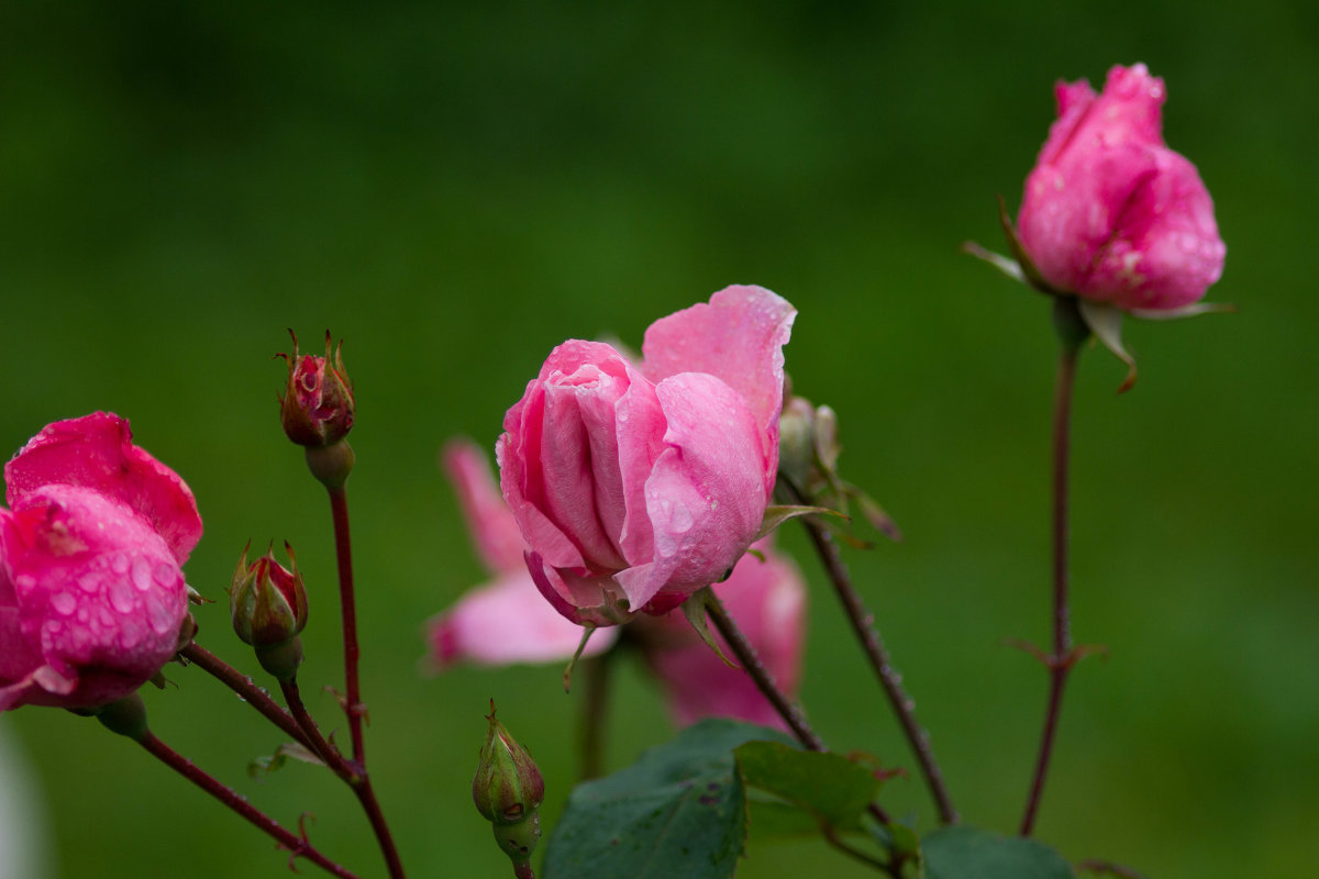 Розовые розы - Сергей Францев