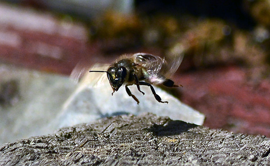 Пчела берет курс на медосбор - Weles 