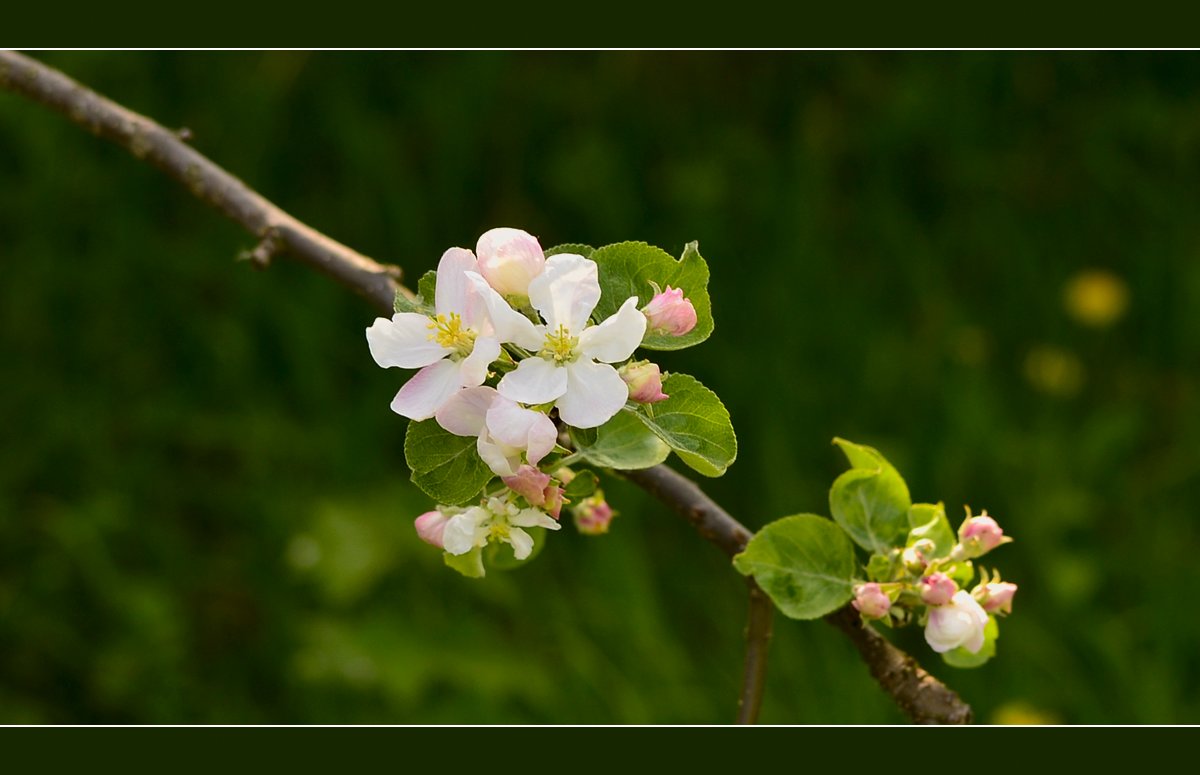 Яблони в цвету - Тарас Грушивский