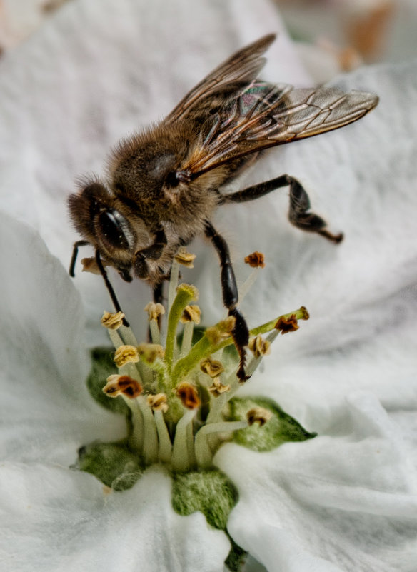 Bee - Маргарита Сенникова