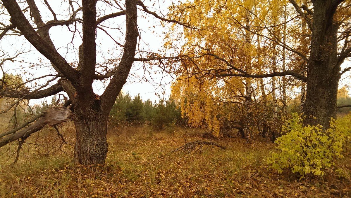 осень - Александр Жизняков