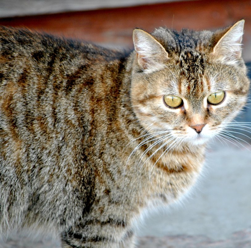 котэ - Анастасия Багрова