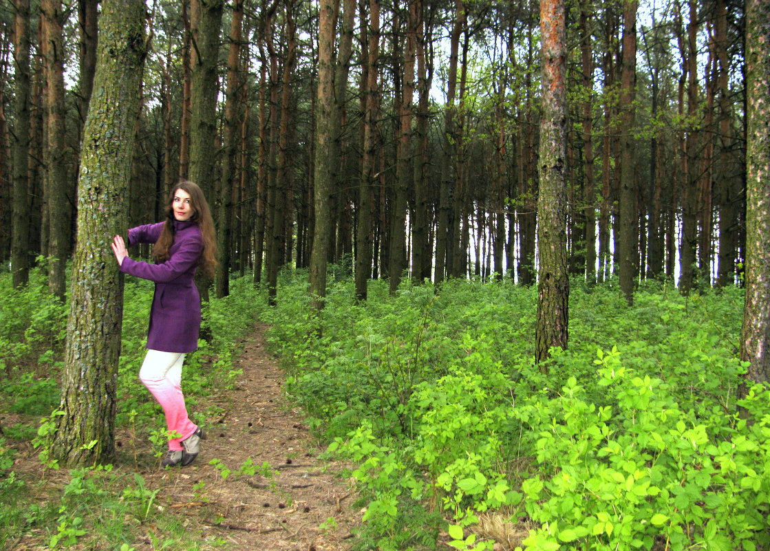 Сосновый лес - Наталья 