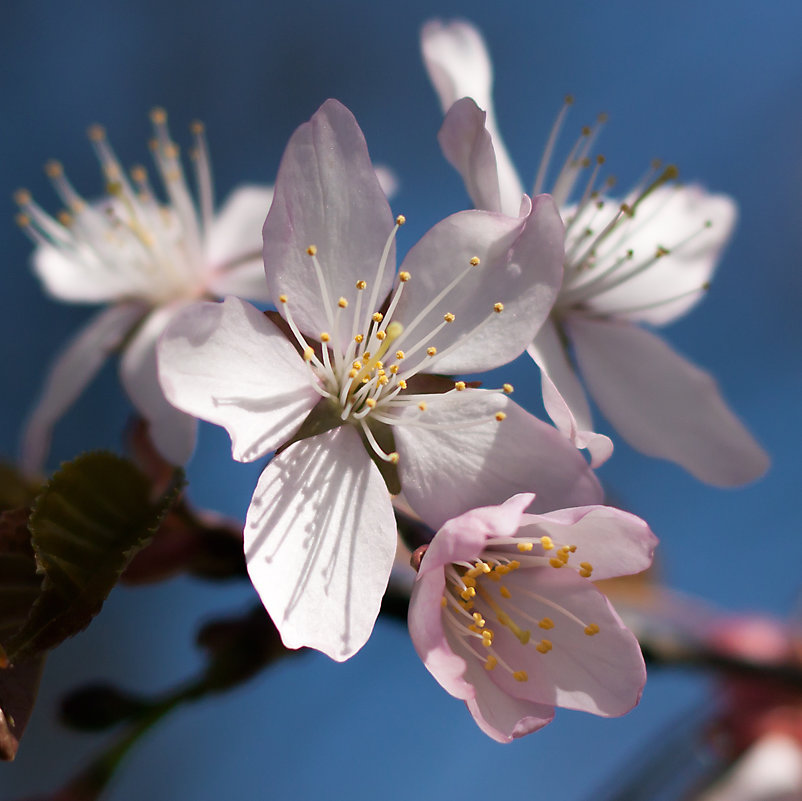 Цветок Сакуры - Dmitriy Skiy