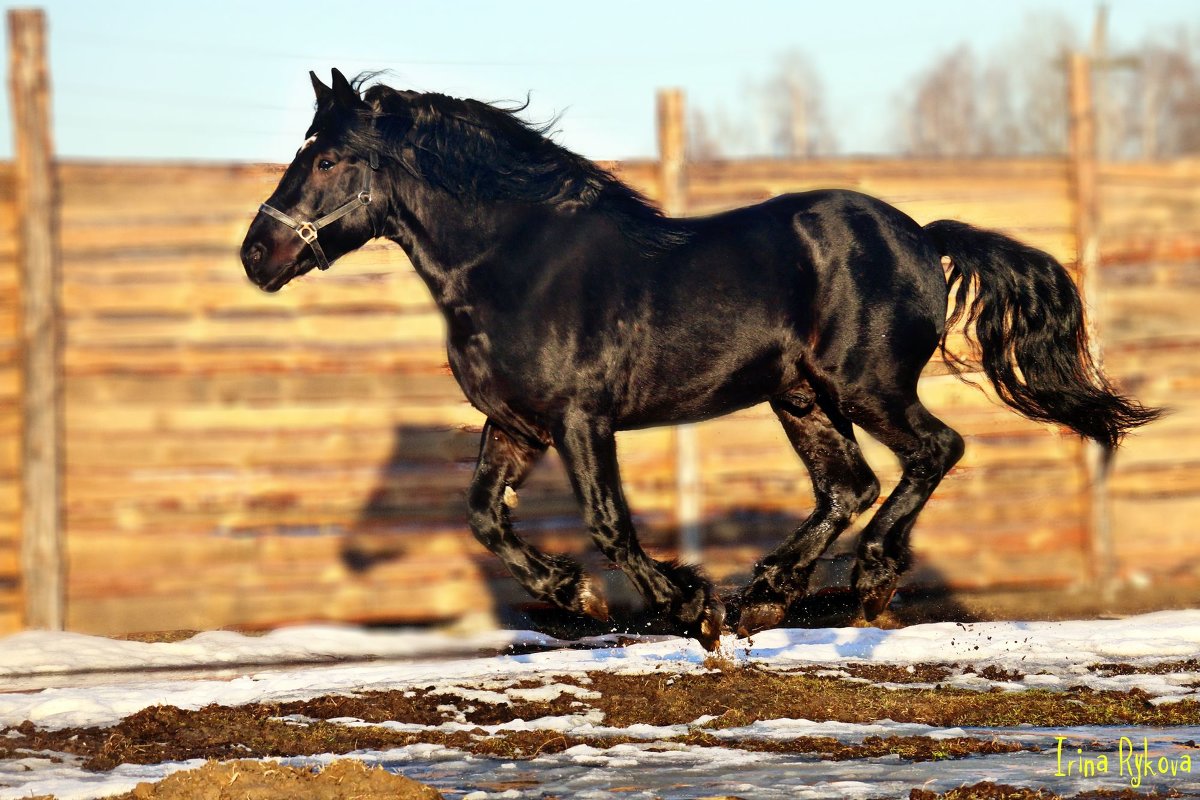 Лошадь в галопе - Irina Rykova