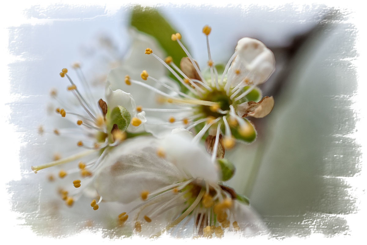 Яблони в цвету - Александр Лебедев