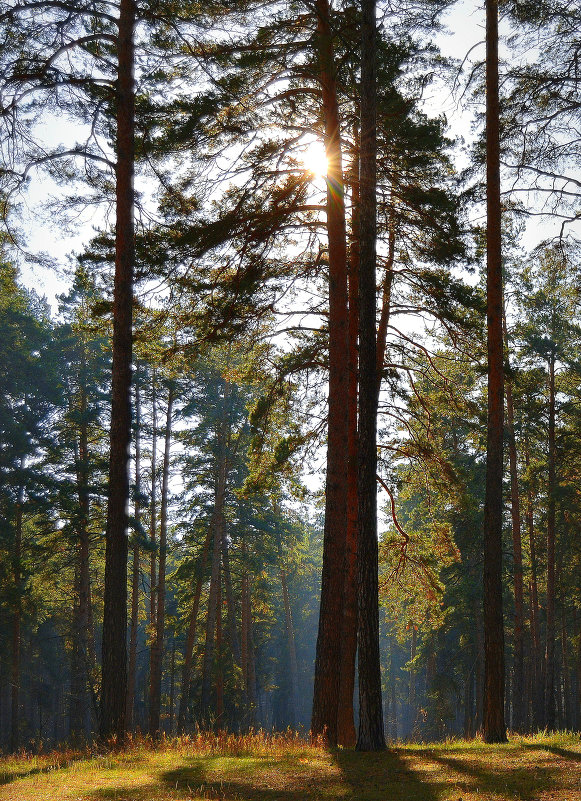 Сосновый лес - Наталия Руденко