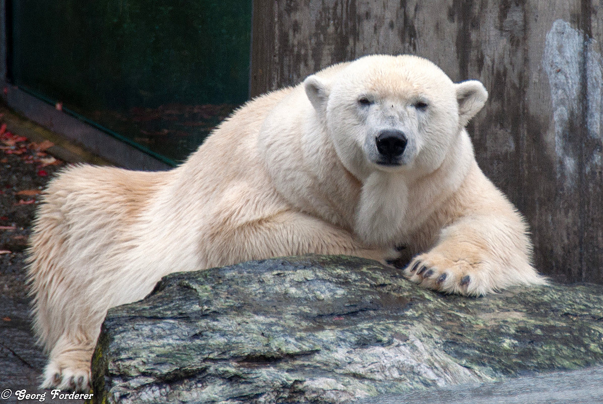 Белый Медведь - Georg Förderer