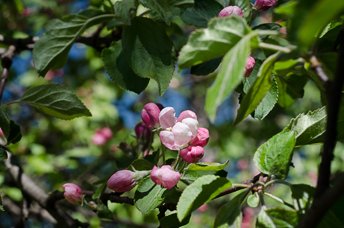 Яблони в цвету - Алексей Бродовой
