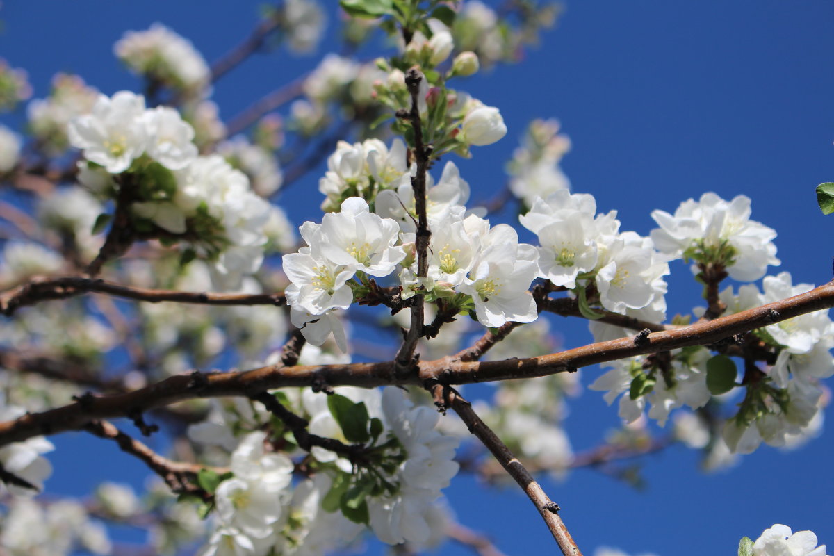 Яблони в цвету - Андрей Щукин