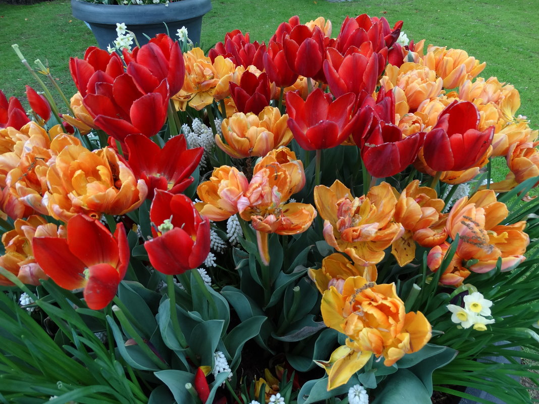 Голландские тюльпаны - svk *