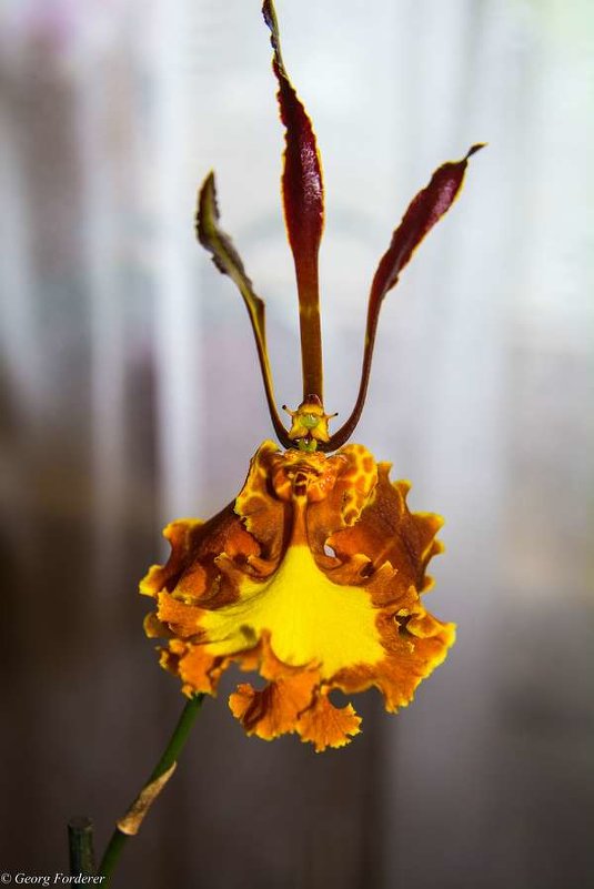 Орхидея Бабочка(Psychopsis Papilio) - Georg Förderer