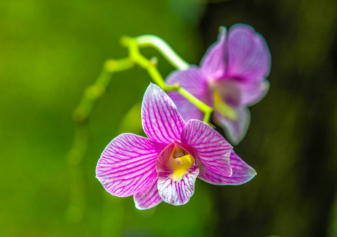 орхидея - Dmitry i Mary S