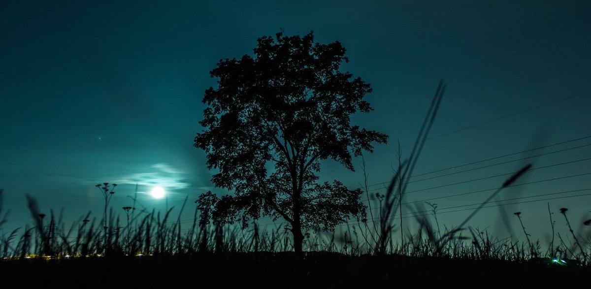 Night Tree - Александр Мартовецкий