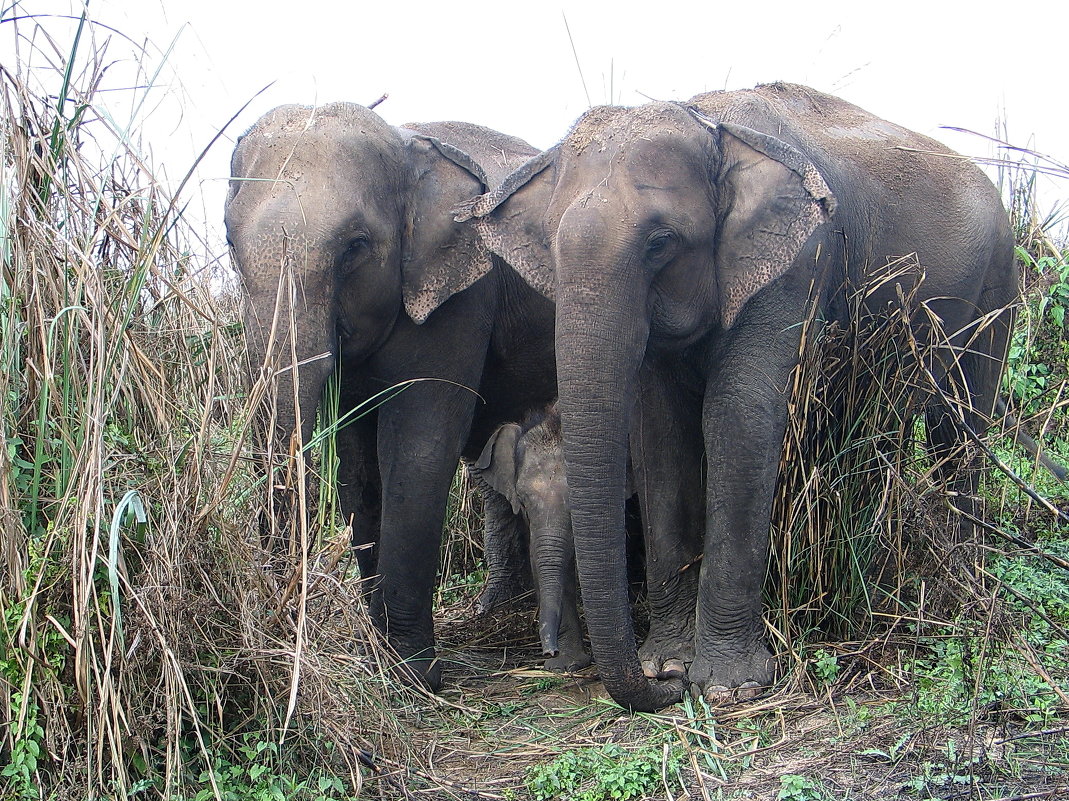 Семейка слоников - Анжелика 