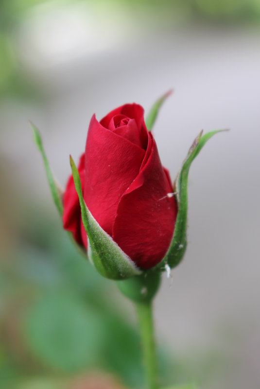 майская роза - Veronika Gug