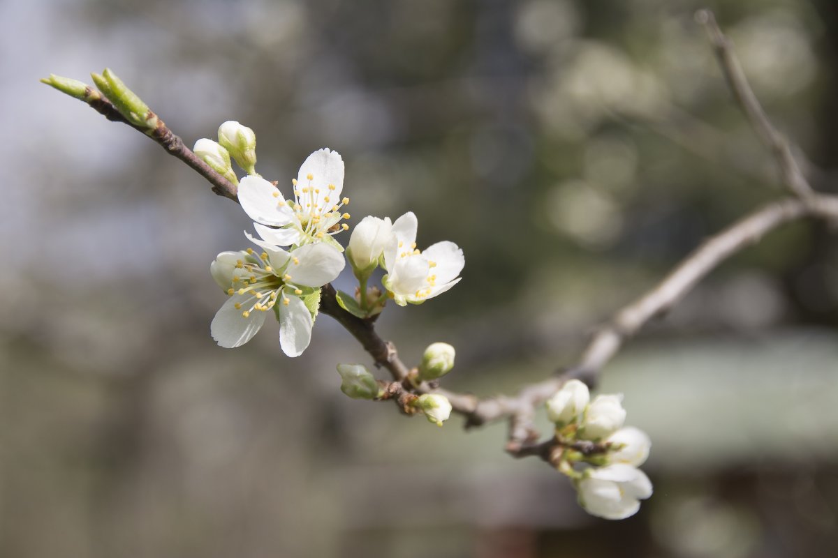 Слива, груша, яблоня...весеннее цветение - Stanislav Zanegin