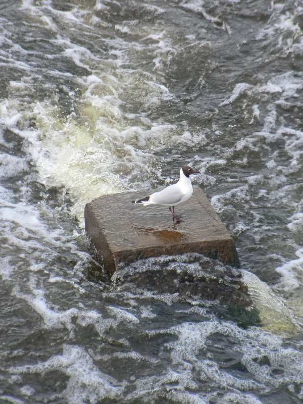 Чайка и река... - Владимир Павлов