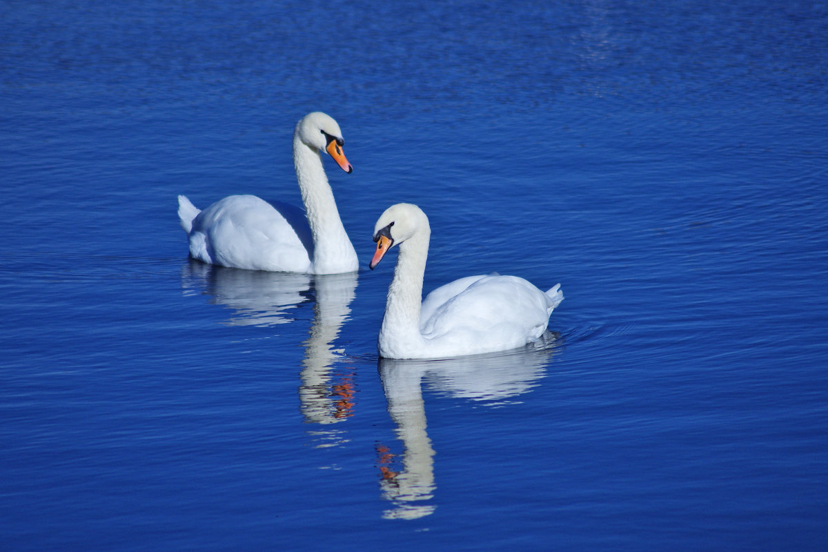Белые птицы на синей воде - Алена Щитова