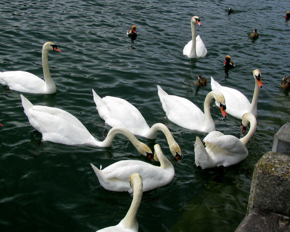 Цюрихское озеро и ненасытные лебеди:)) - Maria 