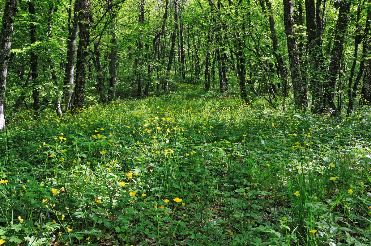 Весной на лесной полянке - Юрий Яловенко