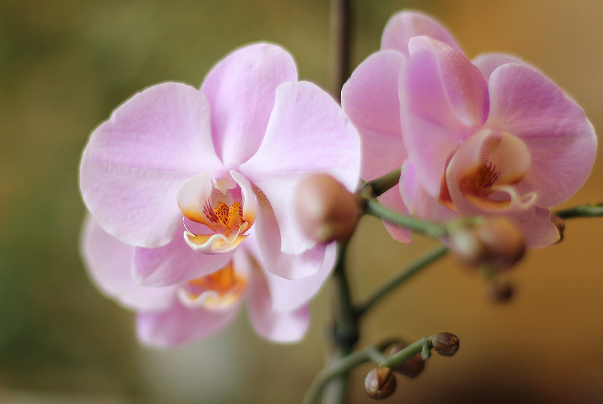 Орхидея - Olga Al