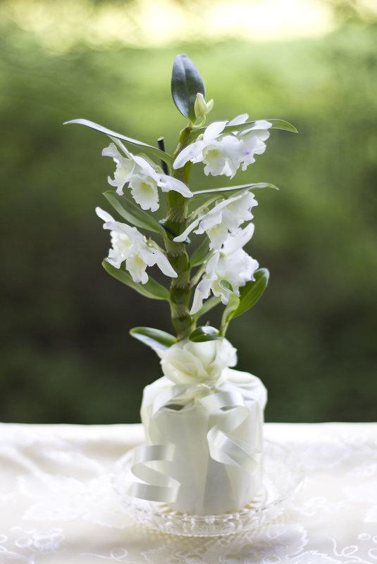 Белая орхидея - Aнна Зарубина