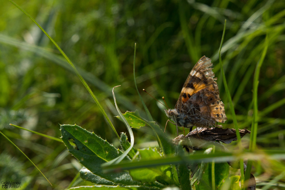 butterfly - Антон Голованов