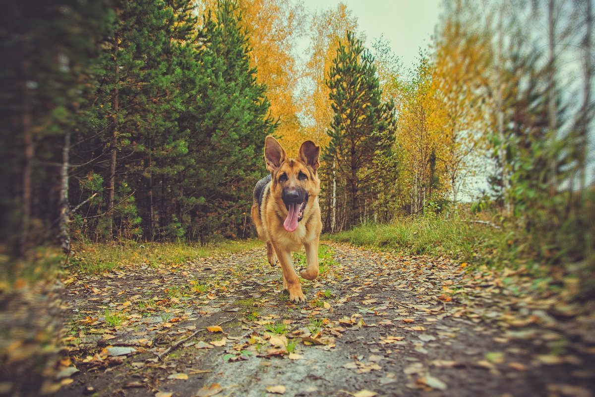 Персик - Dima Pavlov