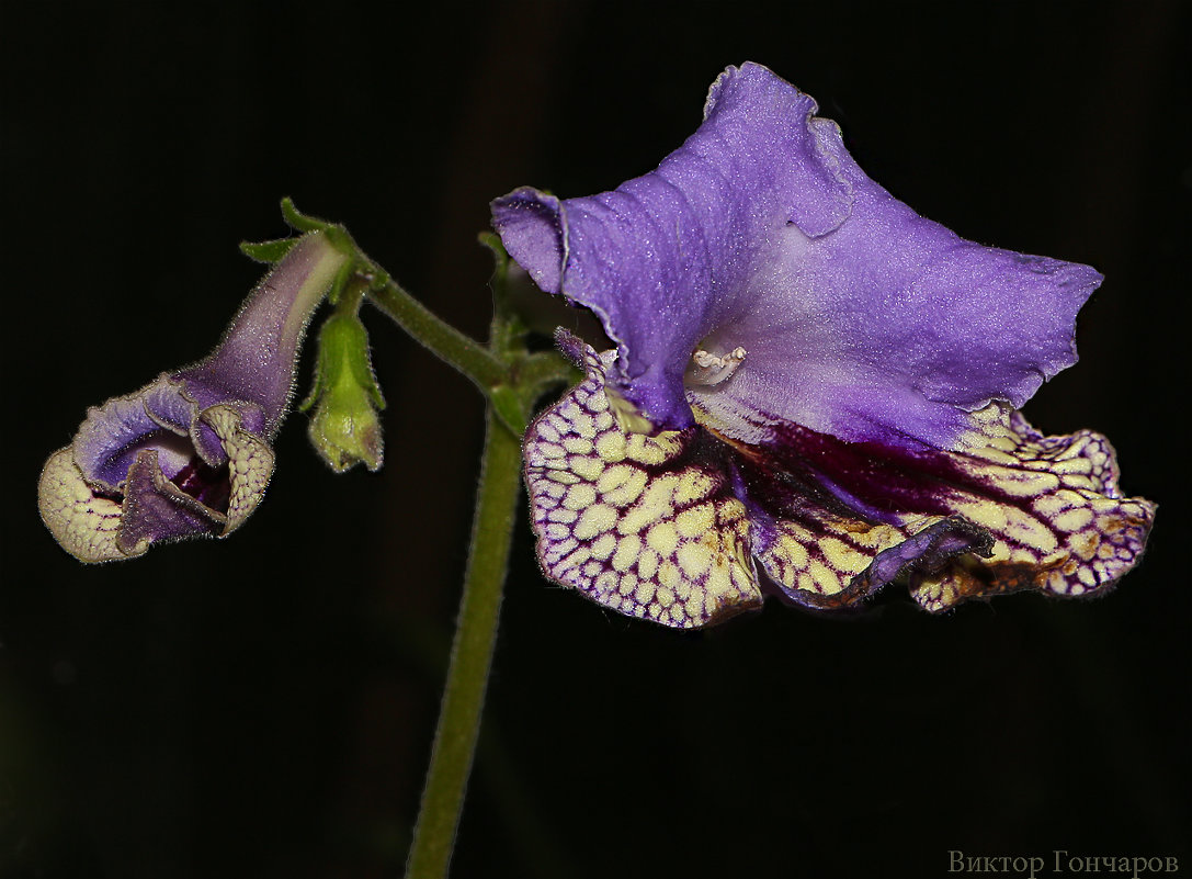 streptocarpus - Laryan1 