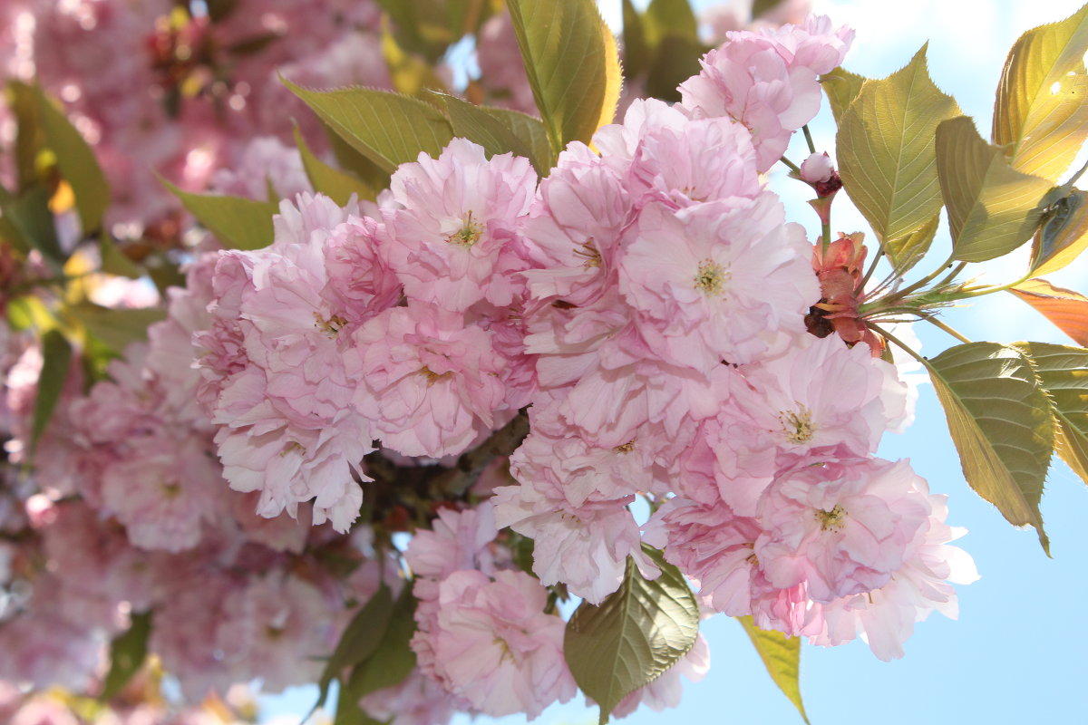 Цветение Сакуры во дворах Ужгорода - Виталий фото