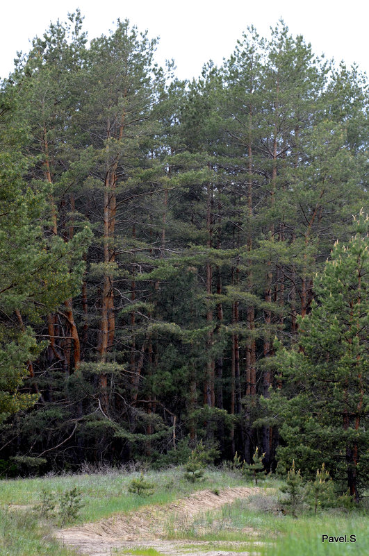 лес - Павел Савенко