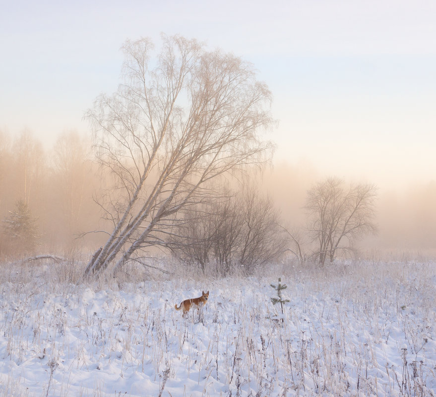 Декабрьский пейзаж с розовым туманом и рыжей собачкой - Алексей Жук 