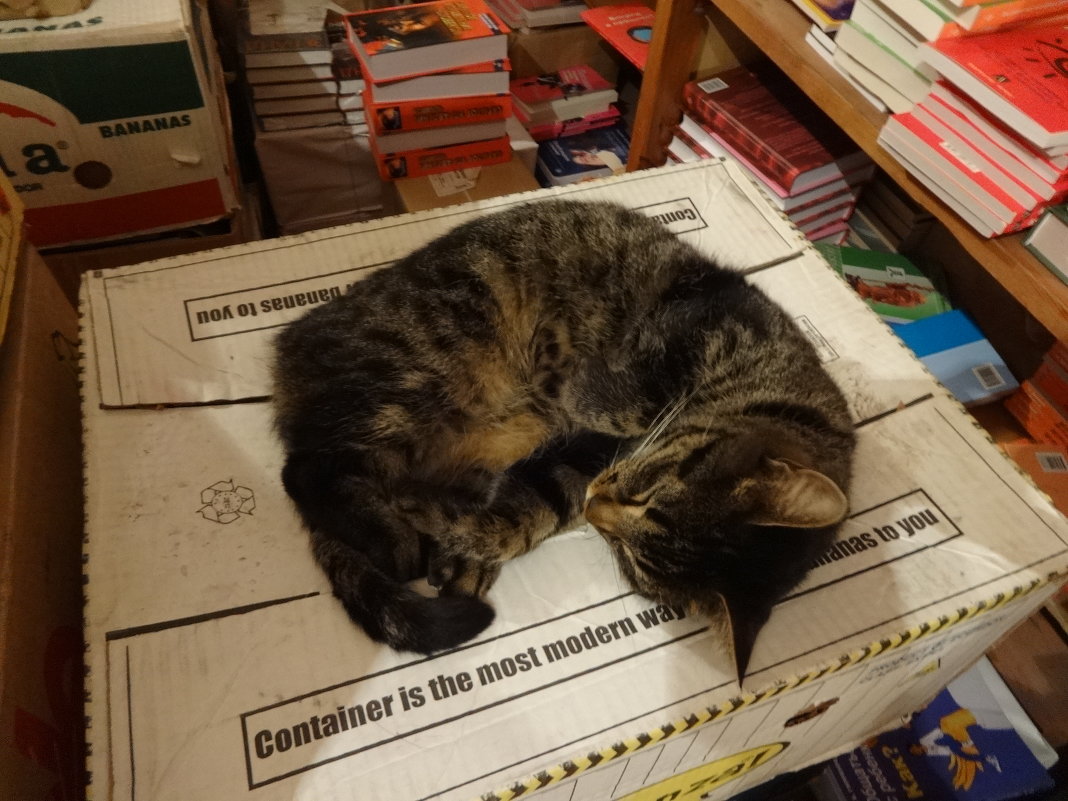 Кошка на книжном складе. - Андрeй Владимир-Молодой