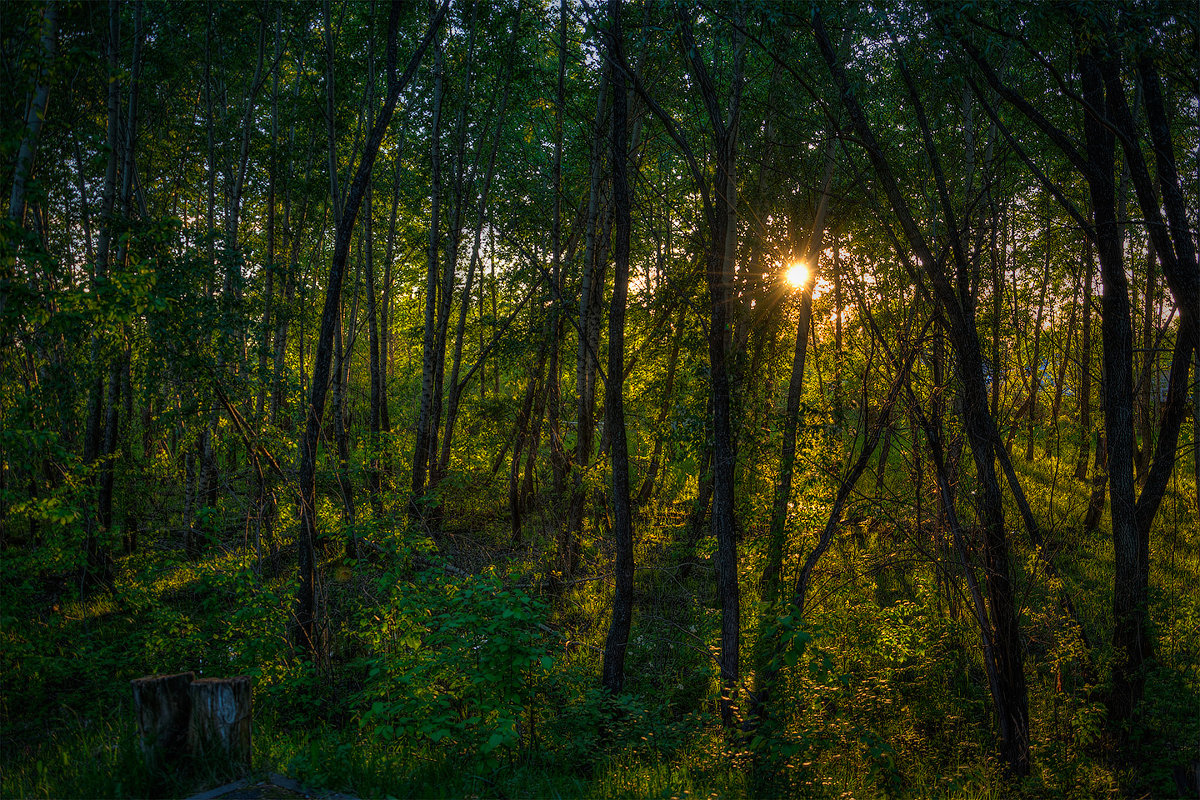Закат в лесу - Игорь Нокин