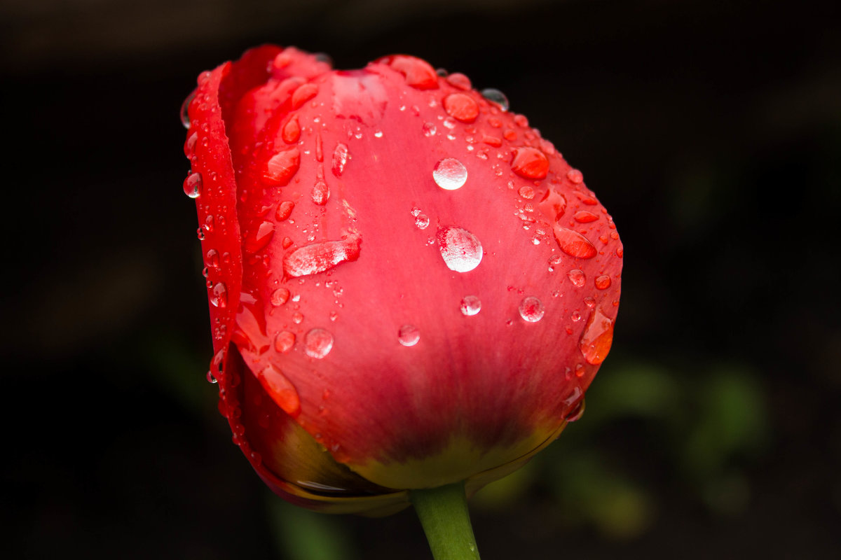Тюльпан после дождя - Мария Зайцева