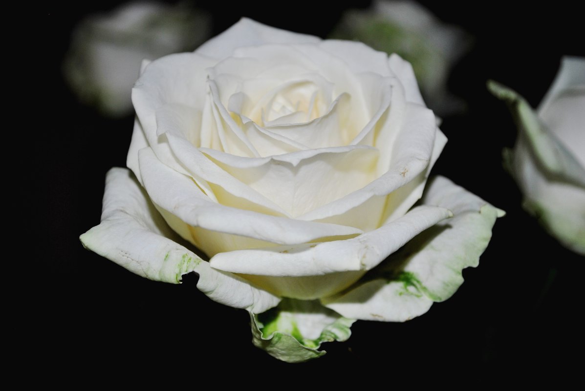 белые розы - Виолетта Кустовская